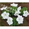 你要的！ 矮牽牛批發(fā)【贊】青州矮牽牛【推薦】山西矮牽牛